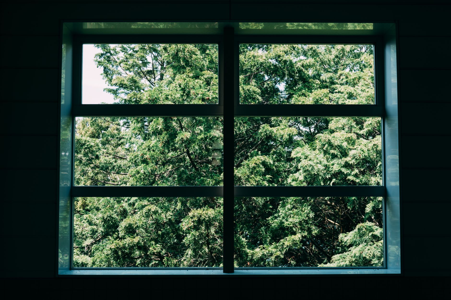 Vibrant green trees outside a modern window, showcasing nature indoors in Austin, TX